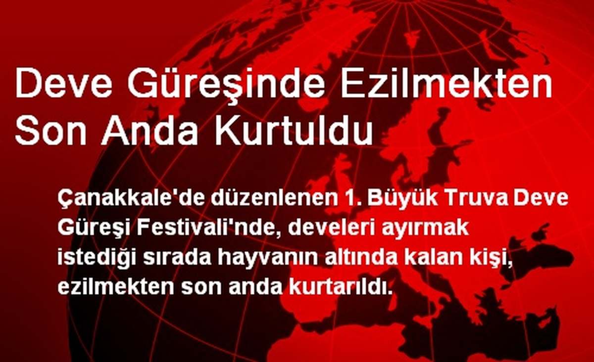 Deve Güreşinde Ezilmekten Son Anda Kurtuldu