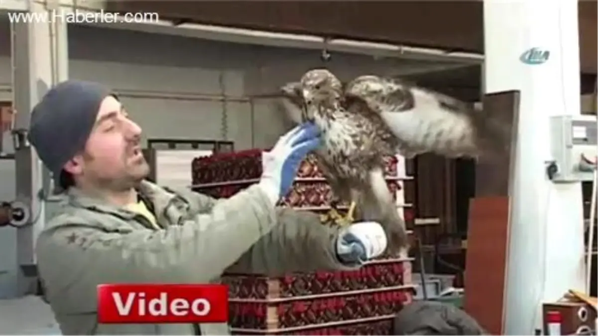 Atölyede Şahin Besliyor