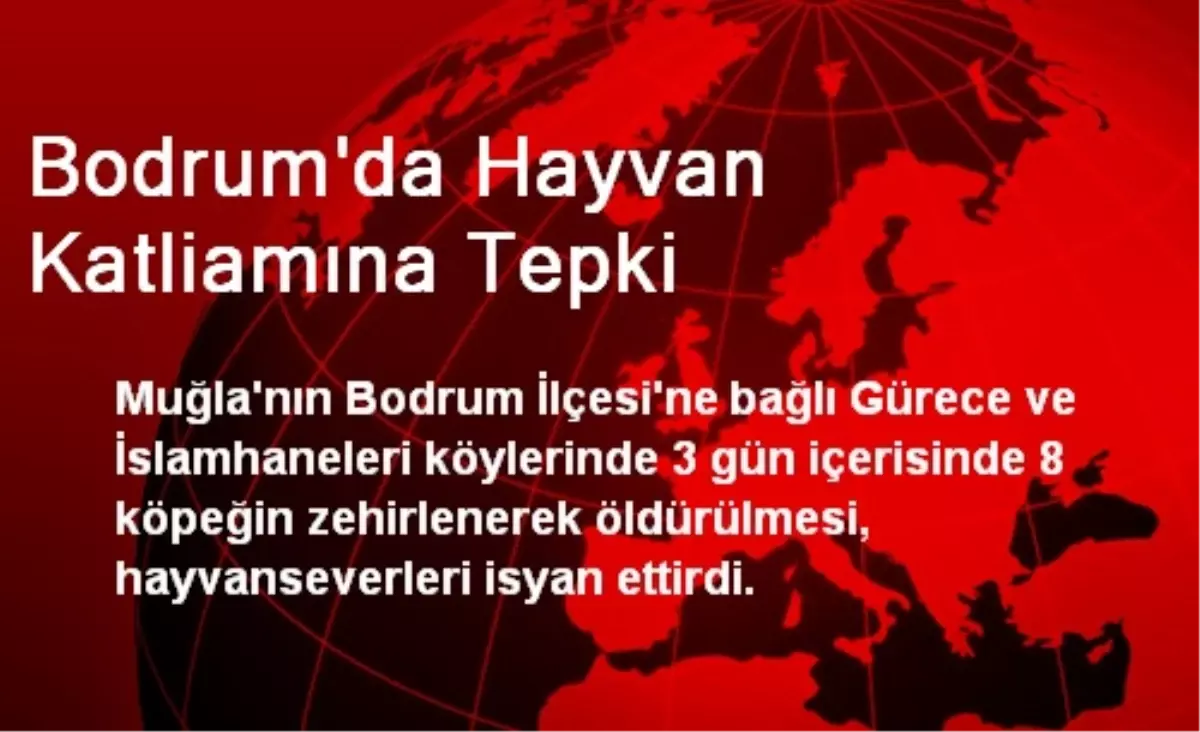 Bodrum\'da Hayvan Katliamına Tepki