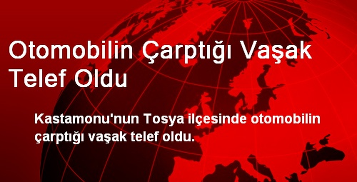 Otomobilin Çarptığı Vaşak Telef Oldu
