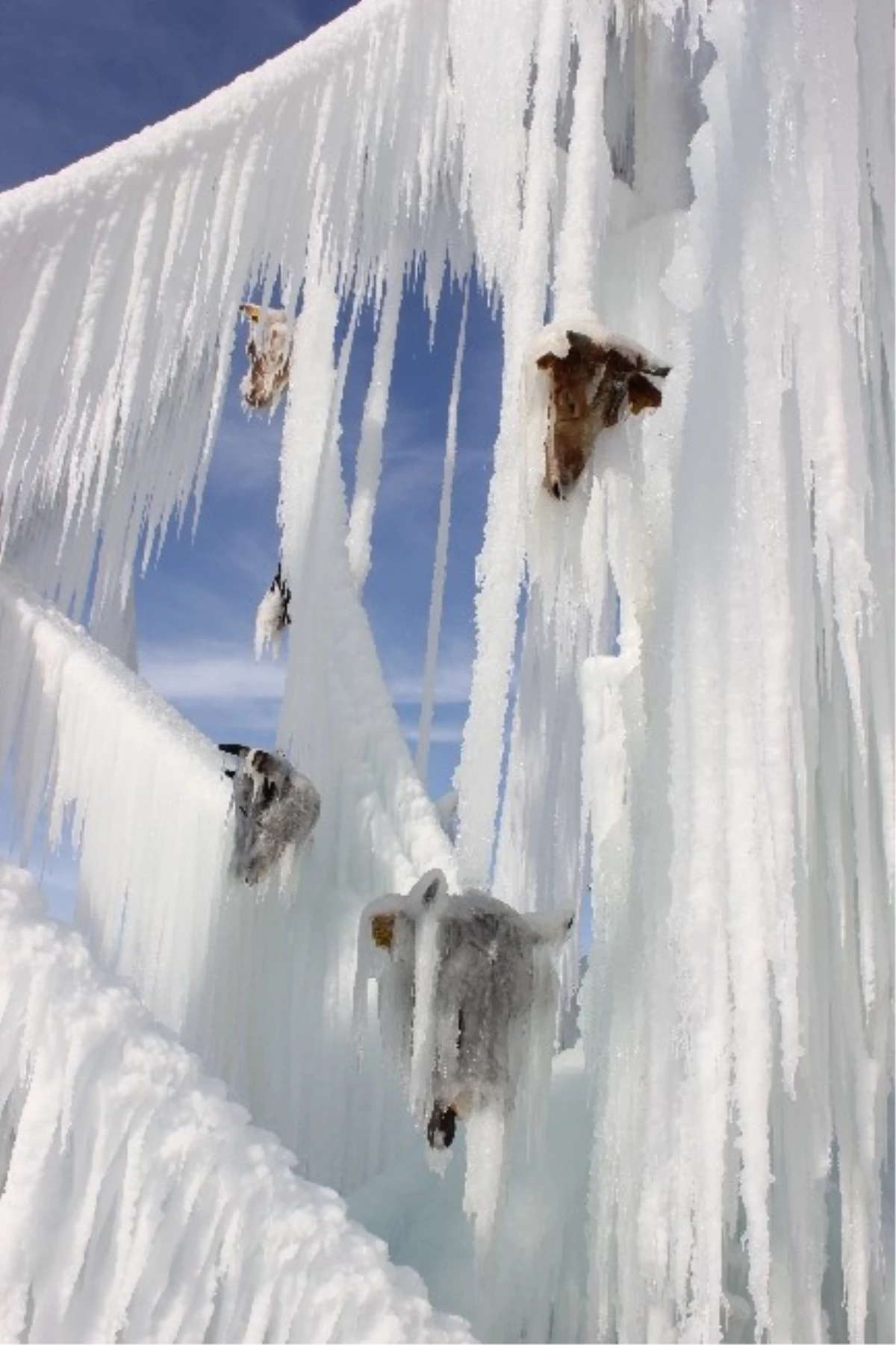 Buzda Kesik Hayvan Başı Görenleri Şaşırttı