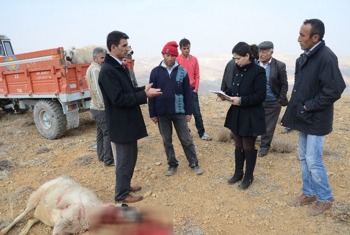 Darende'de Kurt Saldırısı: 28 Koyun Telef Oldu