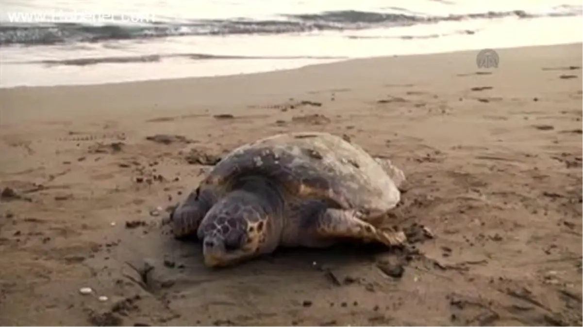 Mersin\'de Ölü Caretta Caretta Kıyıya Vurdu