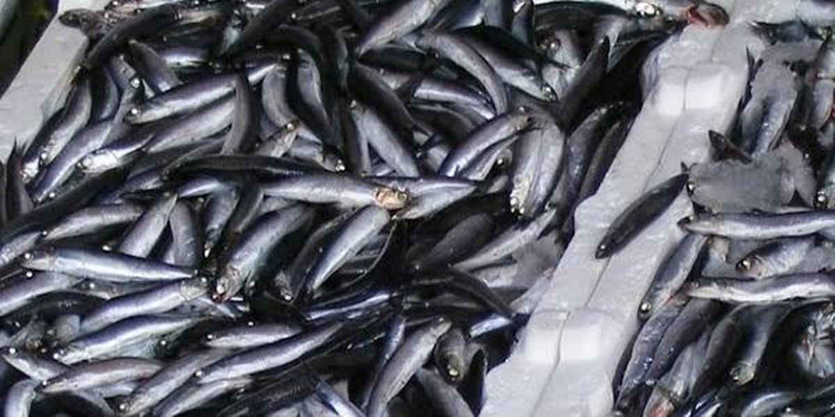Ünye\'de Hamsi Avında 18 Kat Artış