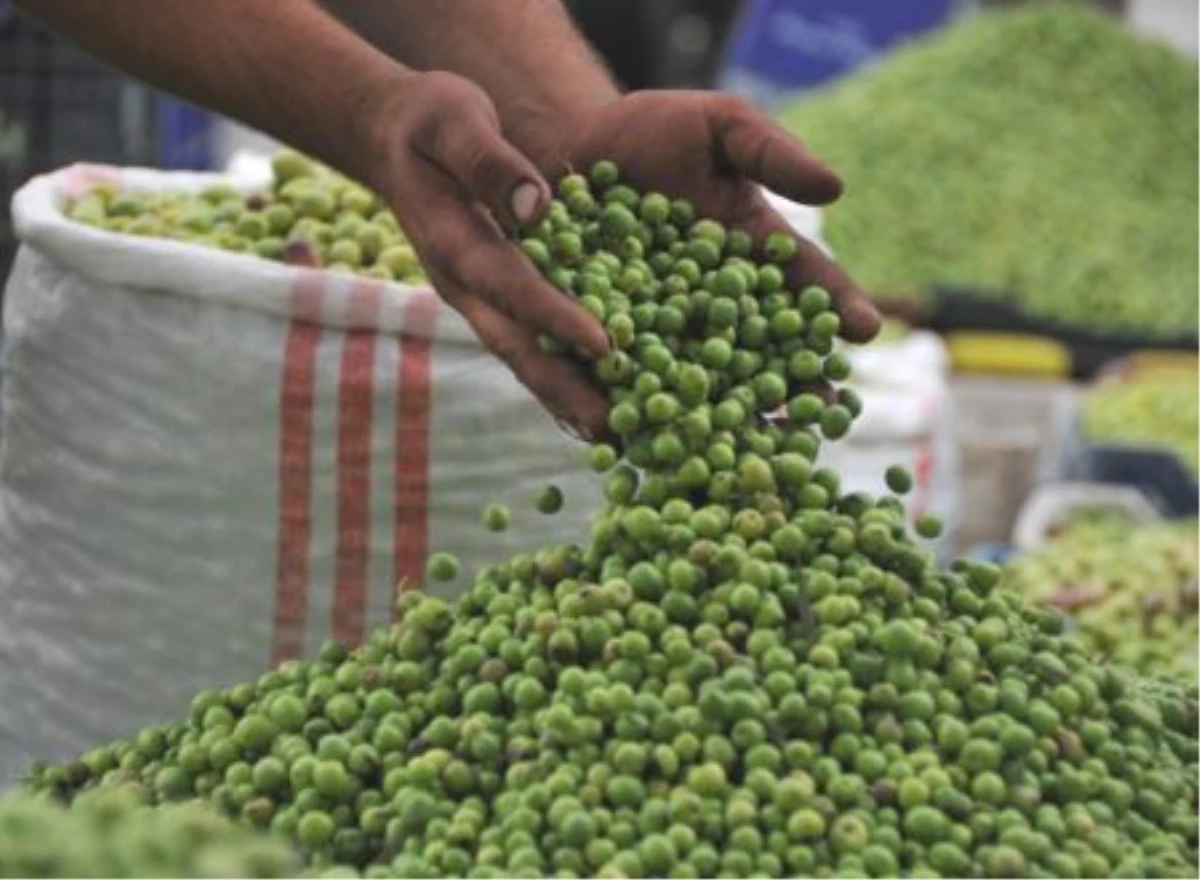 Edincik Zeytin Tarım Satış Kooperatifinin Zeytin Alımları