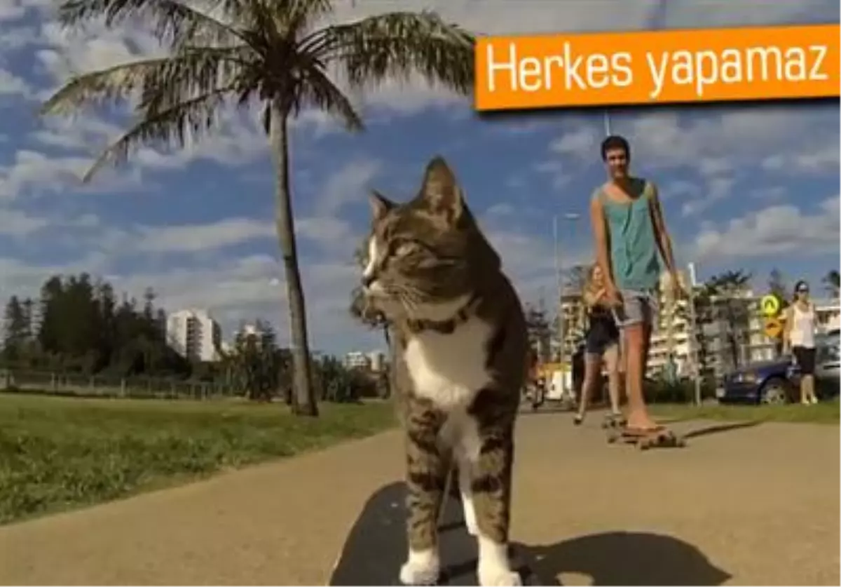 İnternetin Yeni Gözdesi: Kaykaycı Kedi