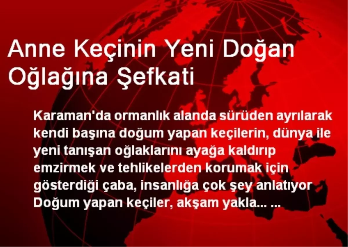 Anne Keçinin Yeni Doğan Oğlağına Şefkati