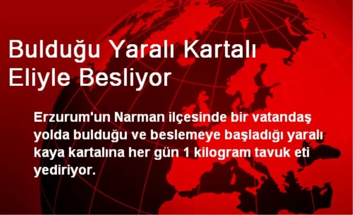 Bulduğu Yaralı Kartalı Eliyle Besliyor