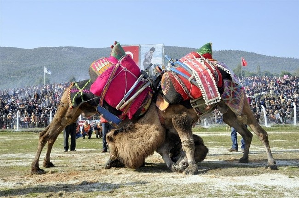 Torbalı Deve Güreşlerine Hazırlanıyor