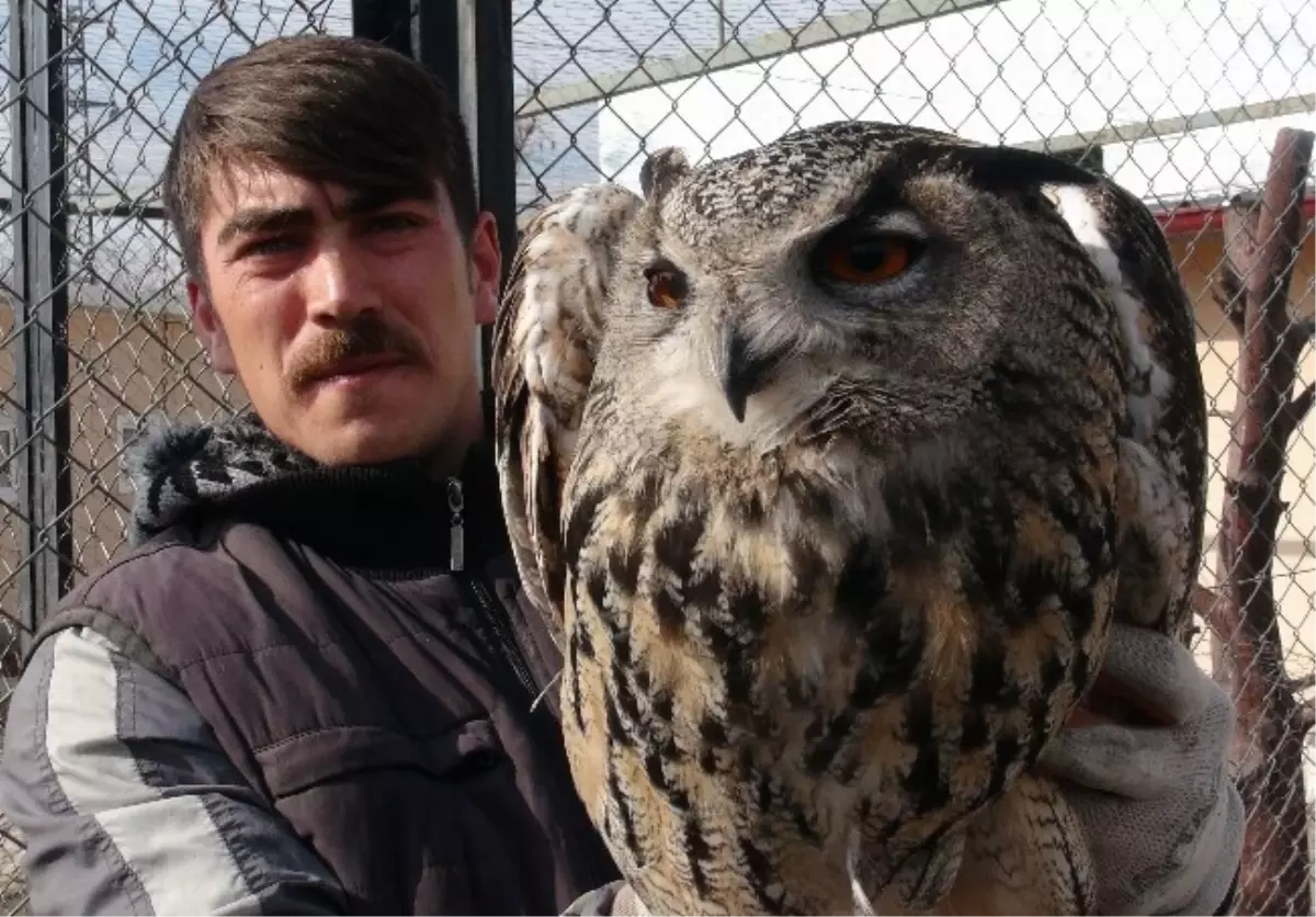 Yaralı Baykuş Tedavi Altına Alındı