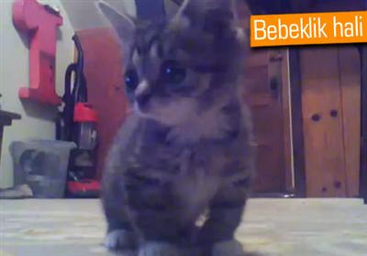 8 Haftalık Yavru Kedi İlgi Odağı Oldu
