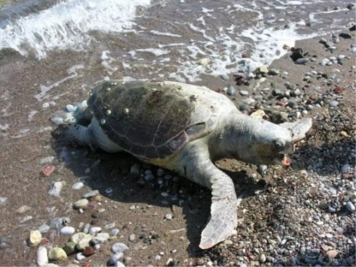 Çanakkale\'de Sahilde Telef Olmuş Caretta Caretta Bulundu