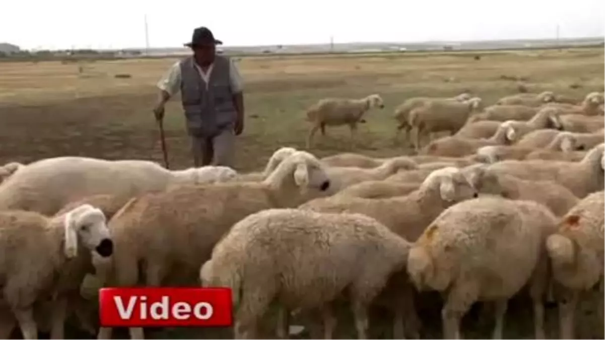 Çobanların Eleme Sınavı Yapıldı