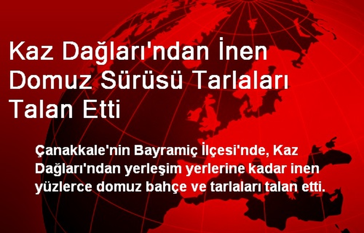 Kaz Dağları\'ndan İnen Domuz Sürüsü Tarlaları Talan Etti