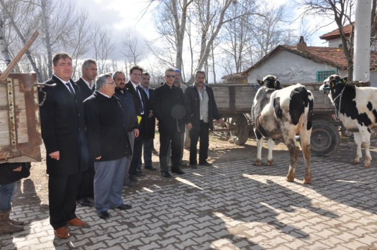 Sandıklı Kozvan Köyünde 10 Aileye Damızlık Düve Dağıtıldı