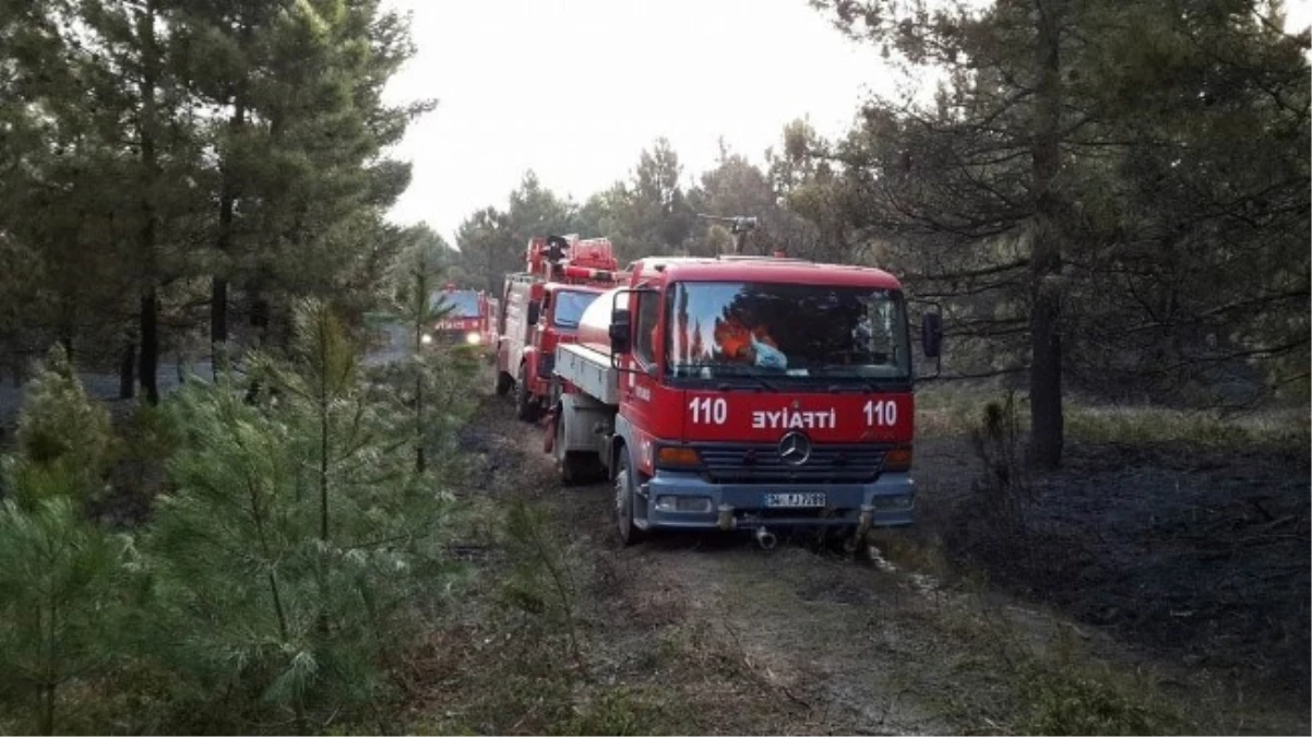 Yalova Esenköy\'de Orman Yangını