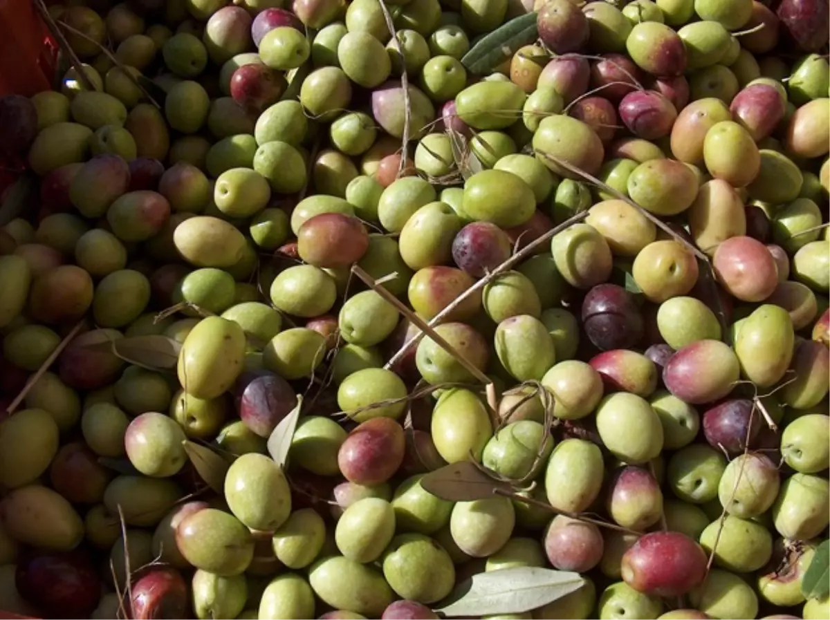 Balıkesir\'de Zeytin Rekoltesi Düştü