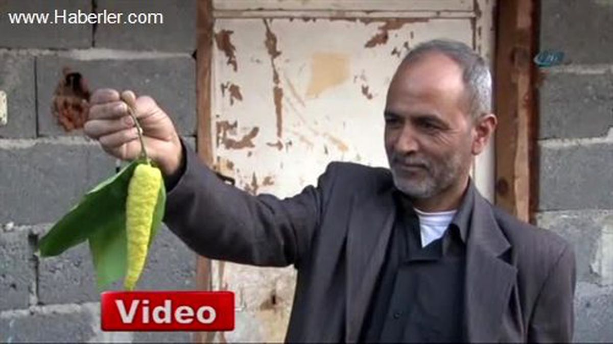 Biber Görünümlü Limon