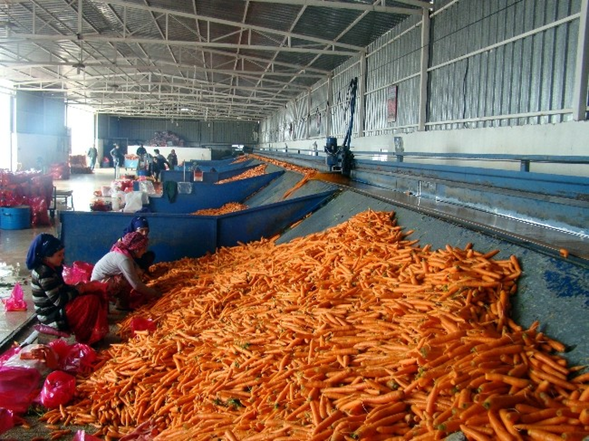 Kırıkhan\'da Havuç Hasadı Başladı