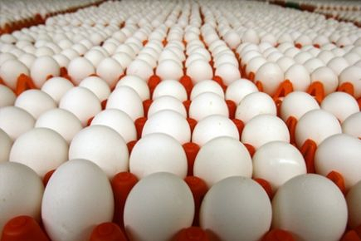 Manisa\'da 175 Koli Yumurta İmha Edildi