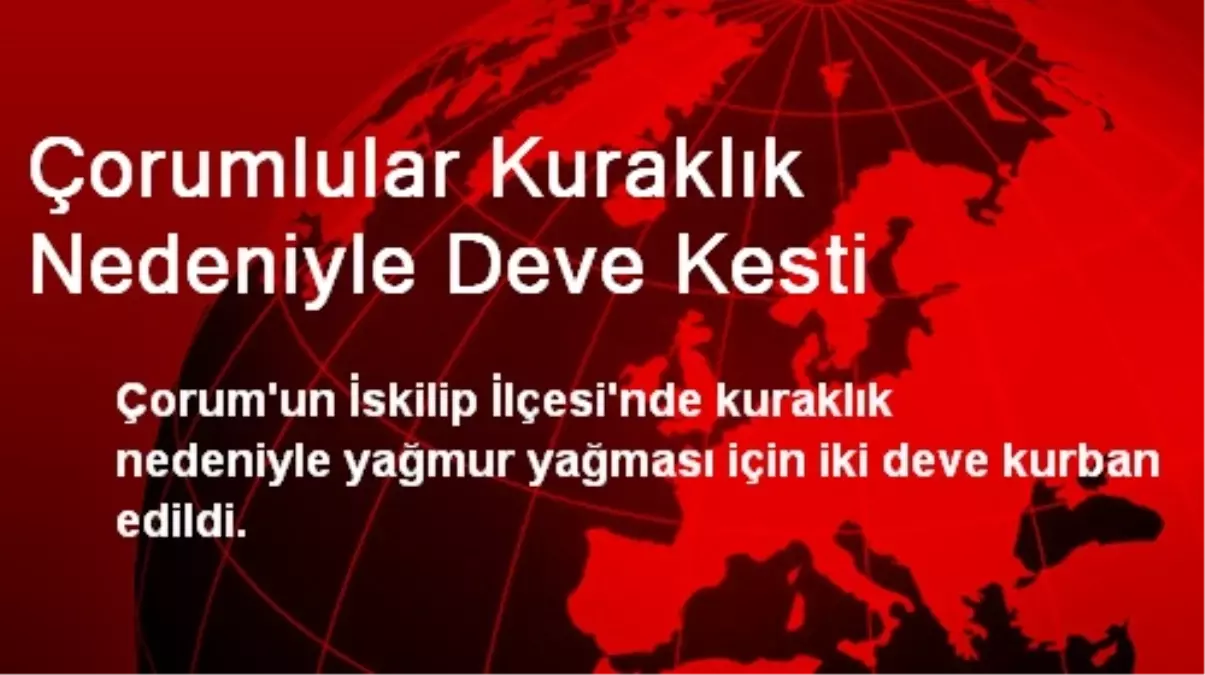 Çorumlular Kuraklık Nedeniyle Deve Kesti