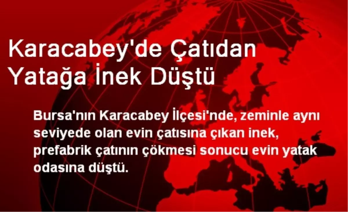 Karacabey\'de Çatıdan Yatağa İnek Düştü