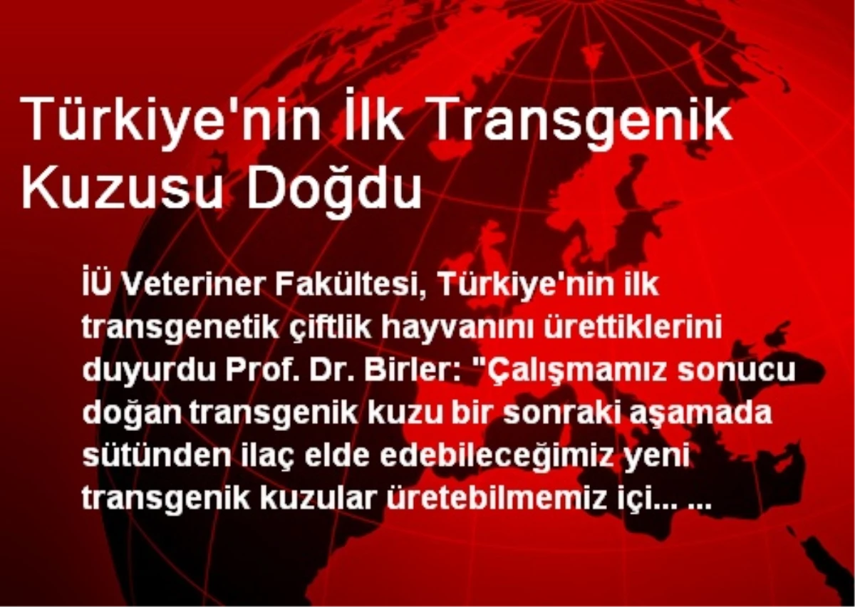 Türkiye\'nin İlk Transgenik Kuzusu Doğdu
