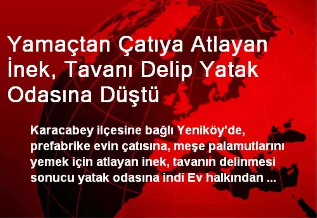 Yamaçtan Çatıya Atlayan İnek, Tavanı Delip Yatak Odasına Düştü