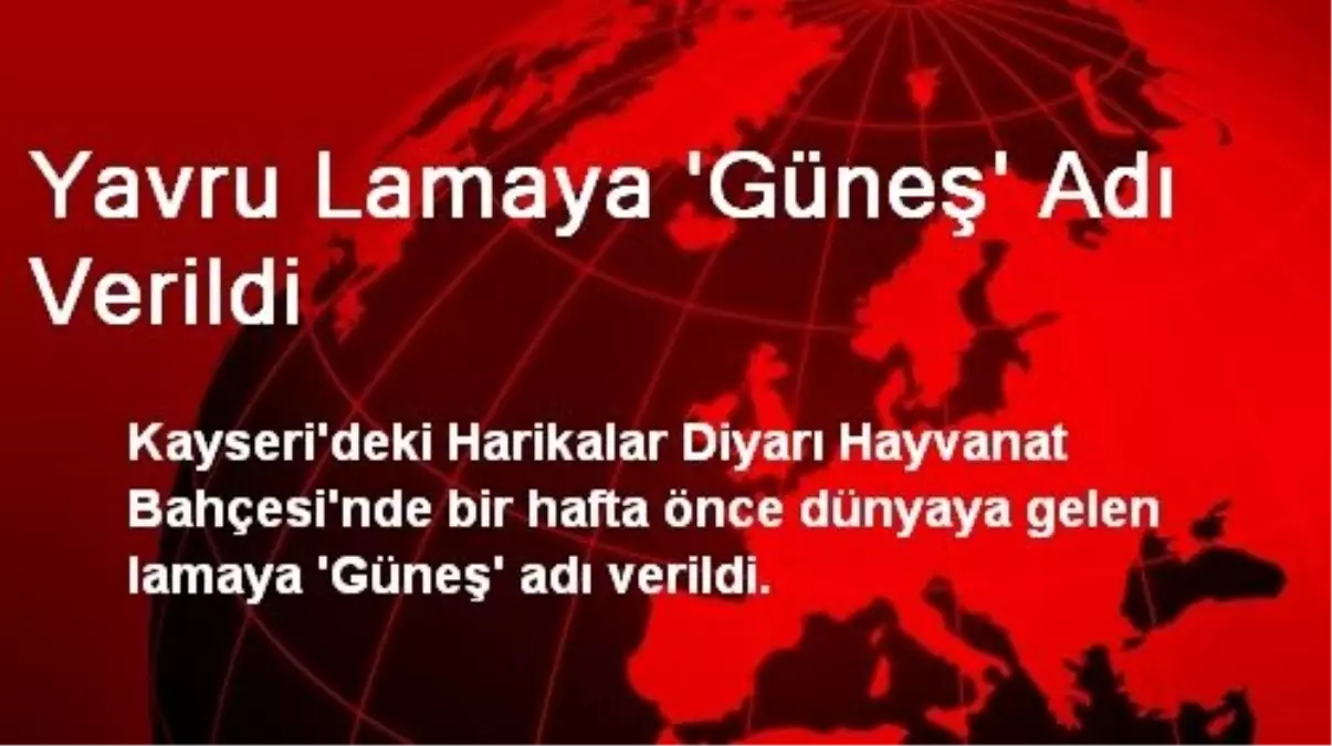 Yavru Lamaya \'Güneş\' Adı Verildi