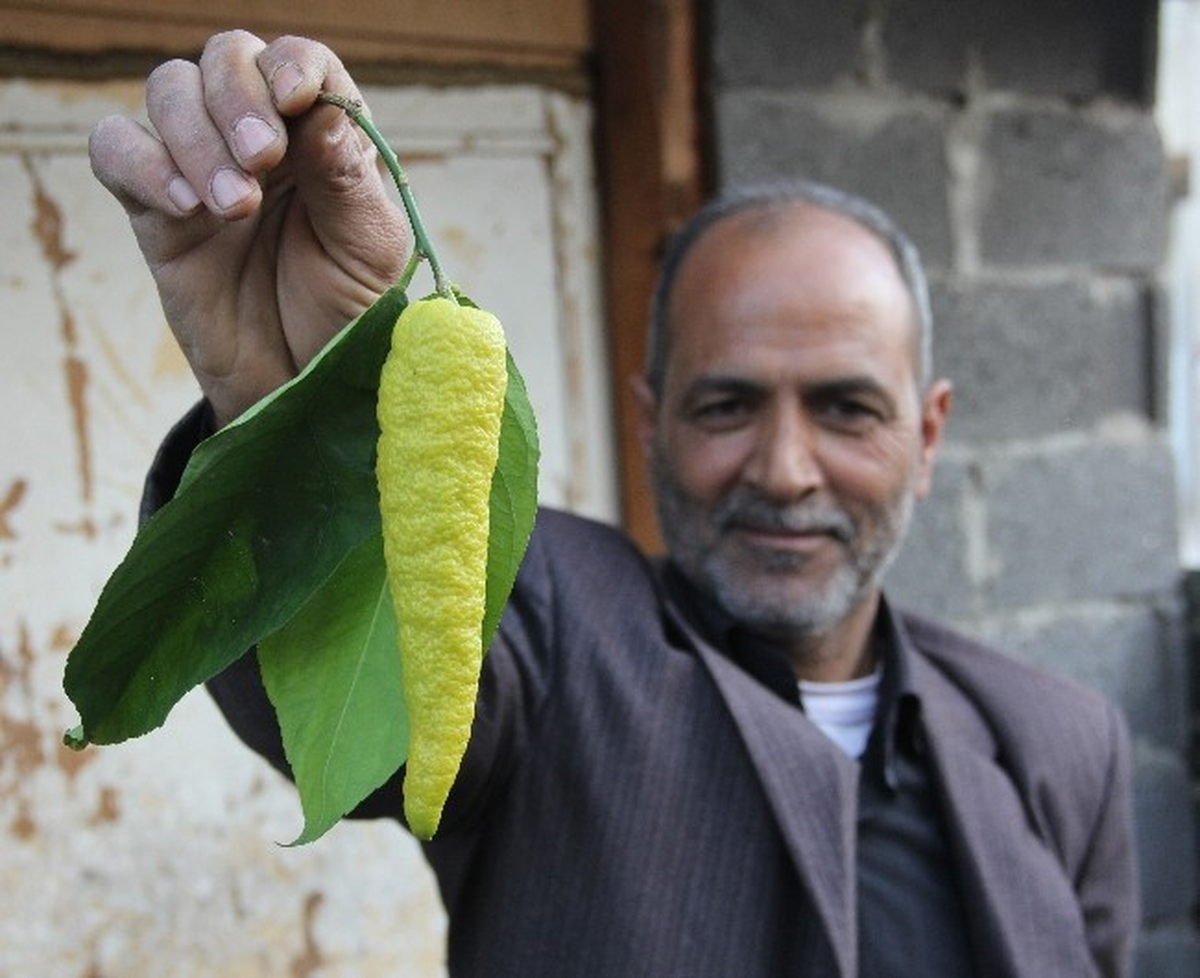 Özel Haber) Biber Görünümlü Limon