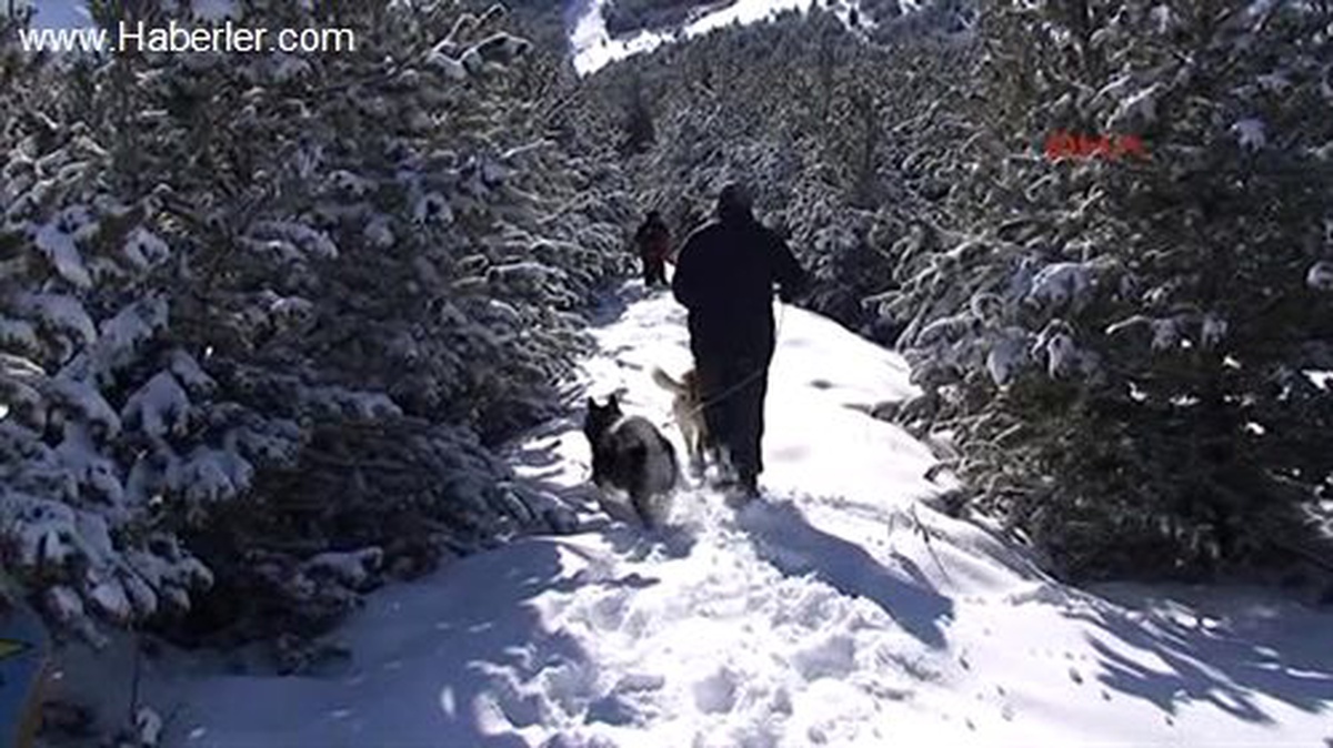 Palandöken\'in Ormanını Pamuk ve Duman Koruyor