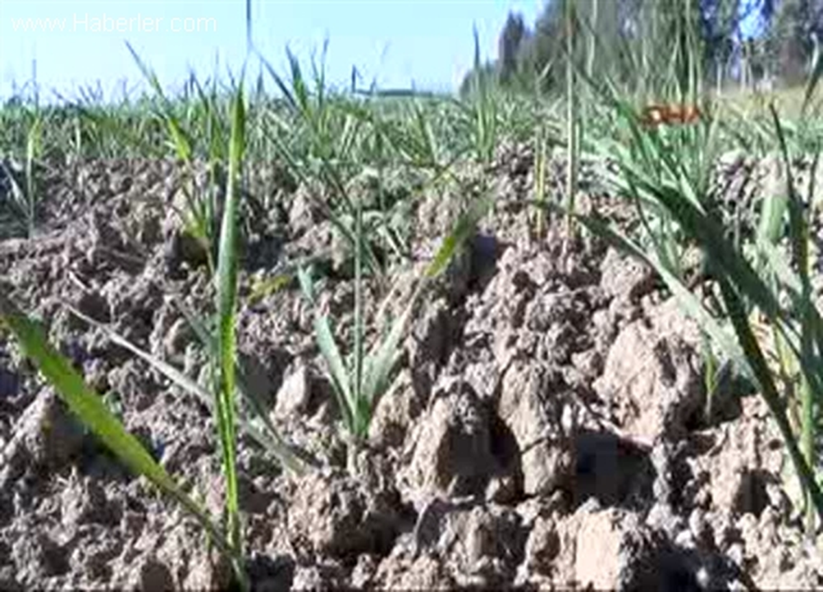 Yağmur, Adana\'nın Kuraklığına Çare Olmayacak