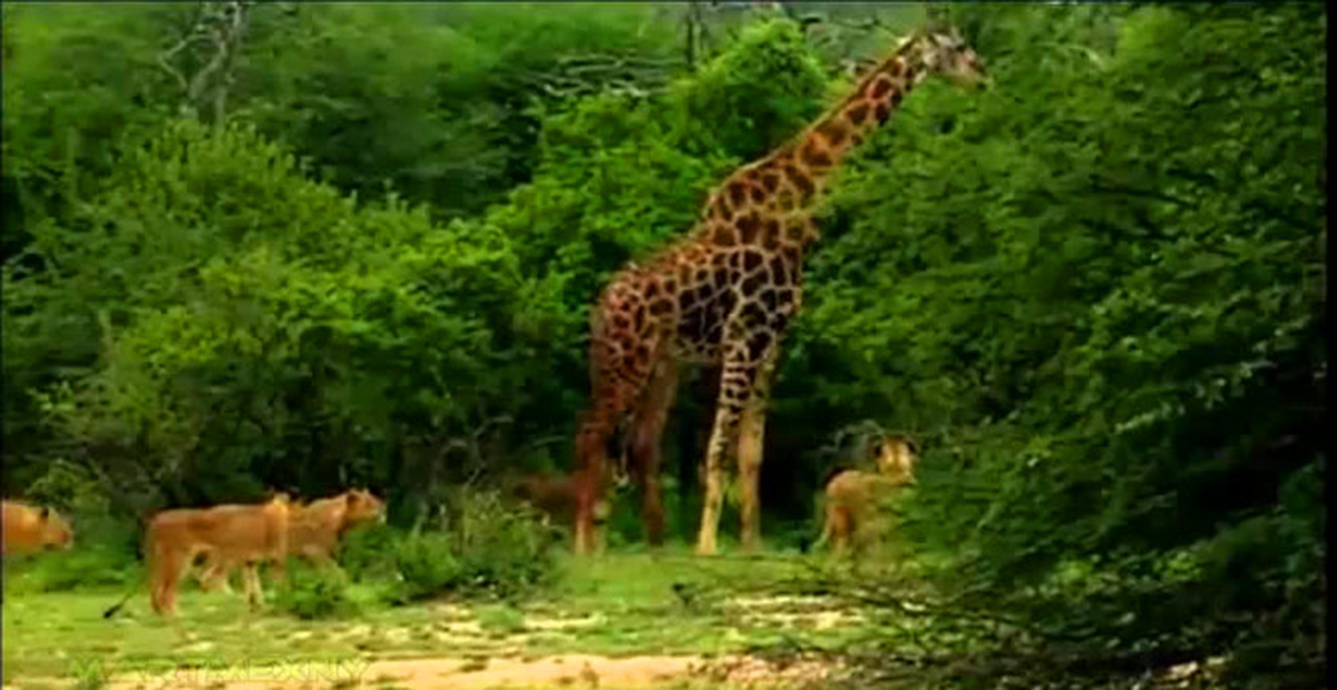 Dev Zürefanın Aslan Sürüsüyle Mücadelesi