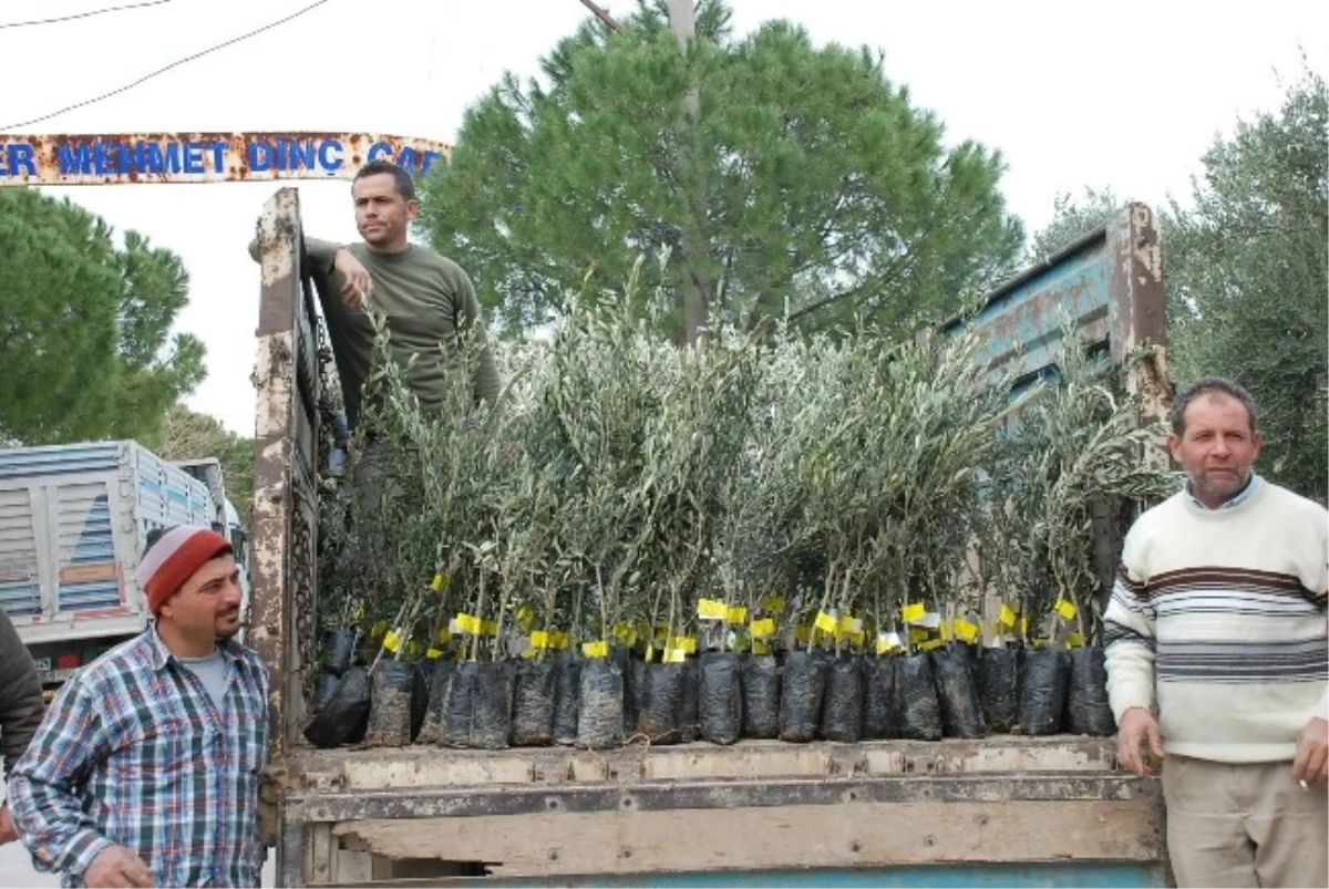 İl Özel İdaresinden Didim\'e 32 Bin Zeytin Fidanı