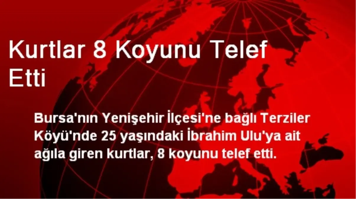 Kurtlar 8 Koyunu Telef Etti