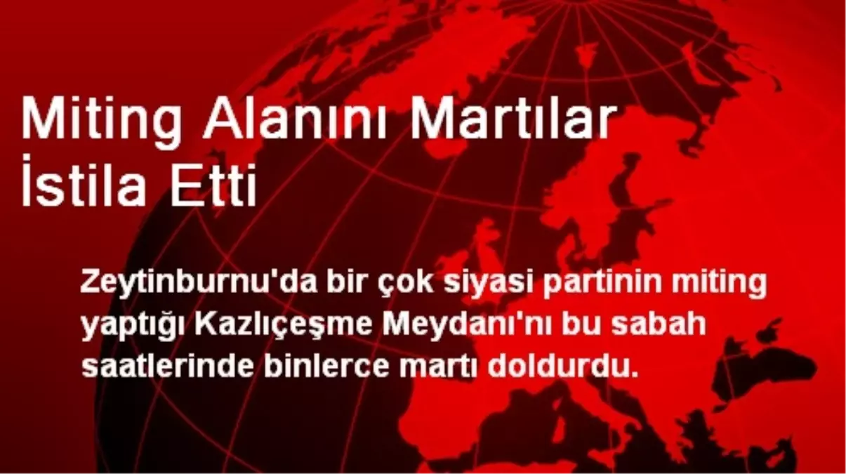 Miting Alanını Martılar İstila Etti