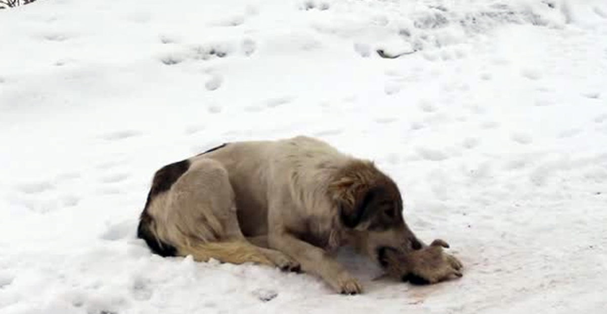 Köpek Donarak Ölen Yavrusunun Başından Ayrılamadı