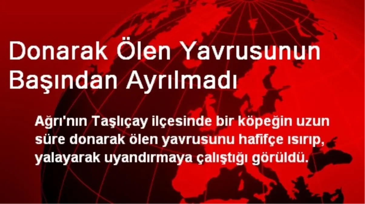 Donarak Ölen Yavrusunun Başından Ayrılmadı