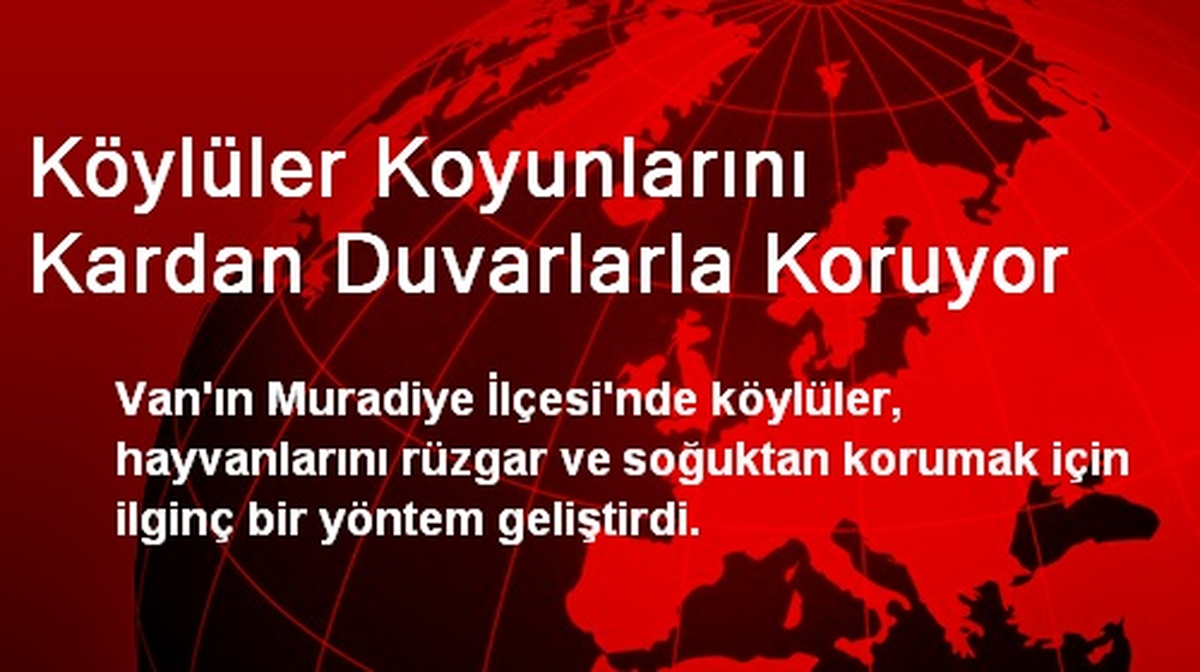 Köylüler Koyunlarını Kardan Duvarlarla Koruyor