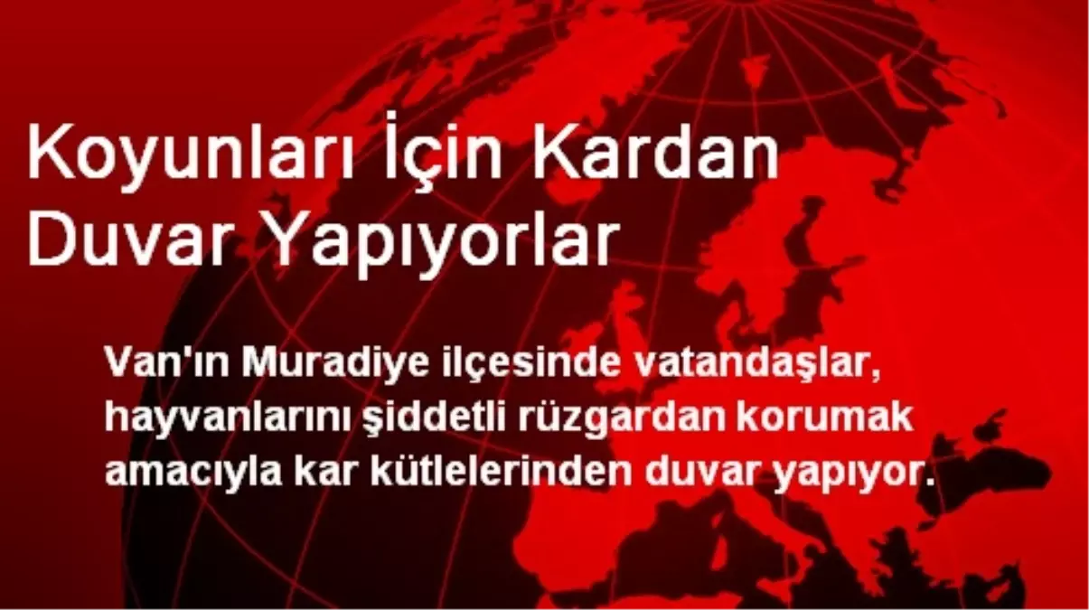 Koyunları İçin Kardan Duvar Yapıyorlar