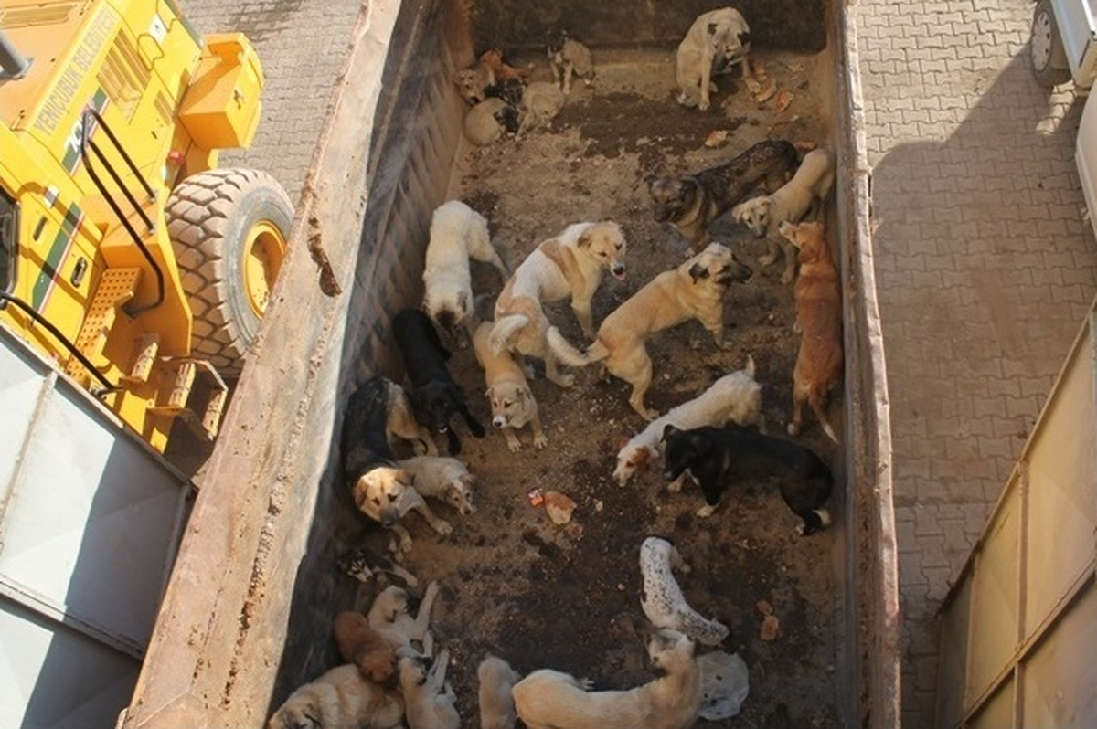 Beyşehir\'de Başıboş Köpekler Toplanıyor