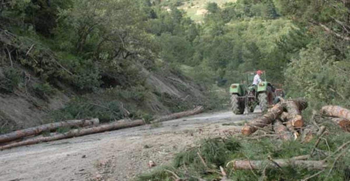 Bursa\'da 1300 Metrelik Yol İçin 350 Ağaç Kesildi