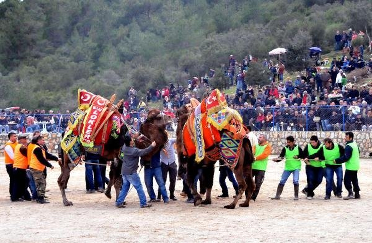 Develeri Yağmurda Durduramadı