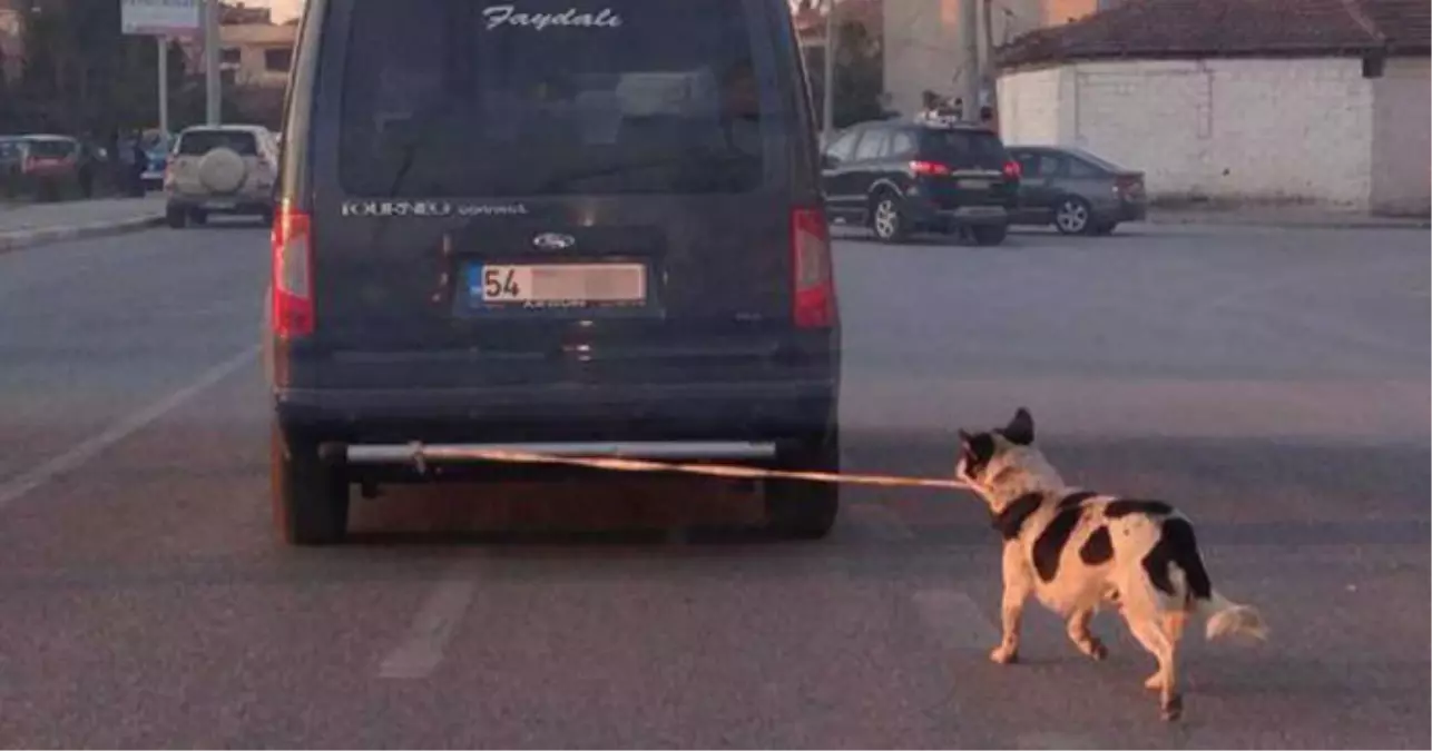 Köpeği Tampona Bağlayıp Götürdüler