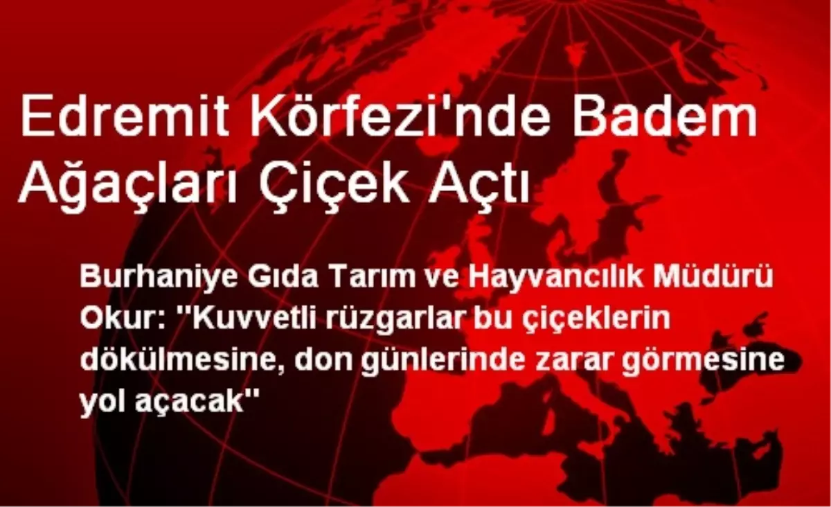 Edremit Körfezi\'nde Badem Ağaçları Çiçek Açtı