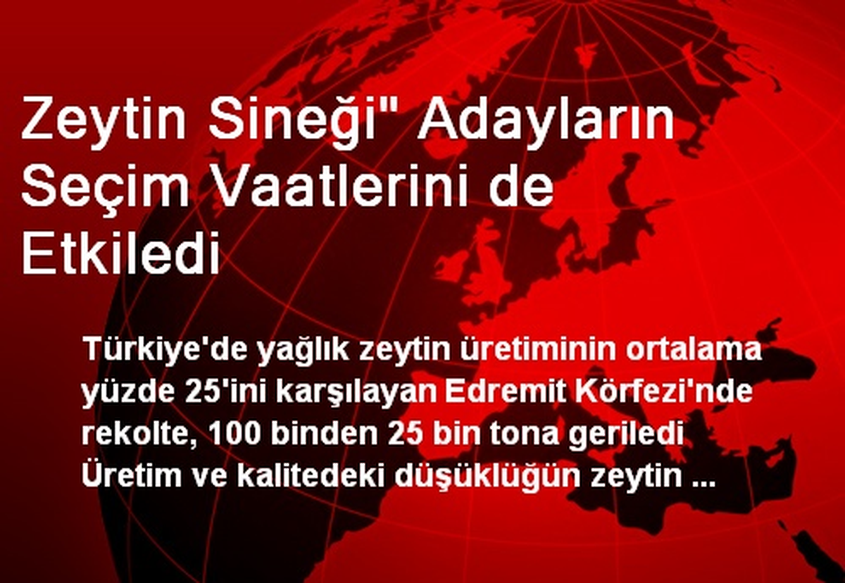 Zeytin Sineği Adayların Seçim Vaatlerini de Etkiledi