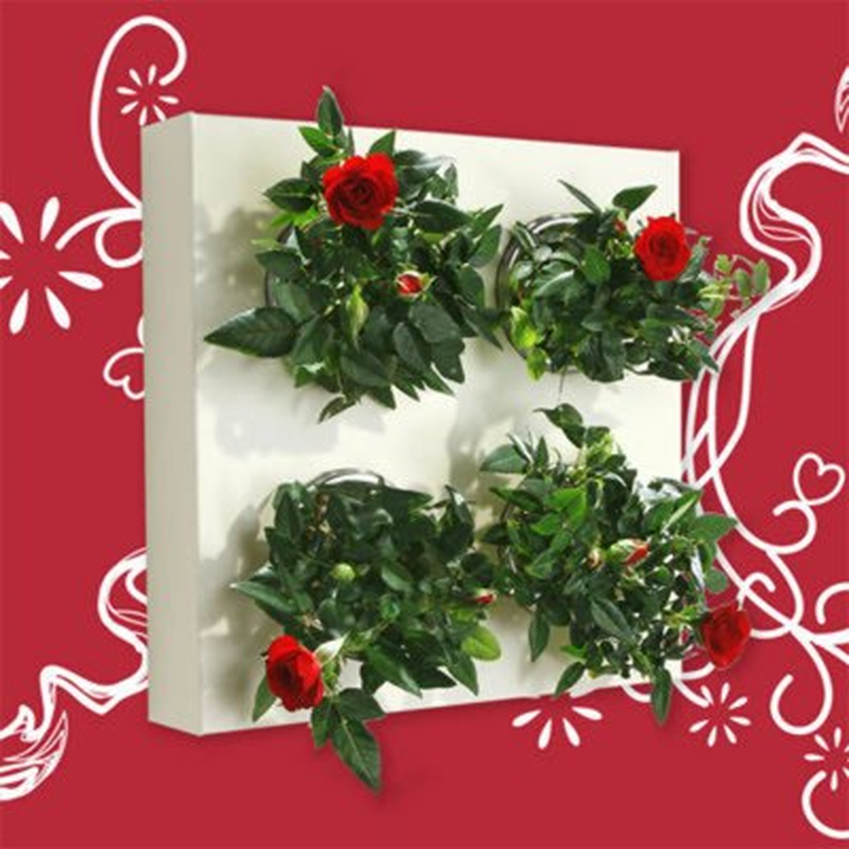 Aşkınızı Duvarlara Yazmak Flowerbox\'la Mümkün