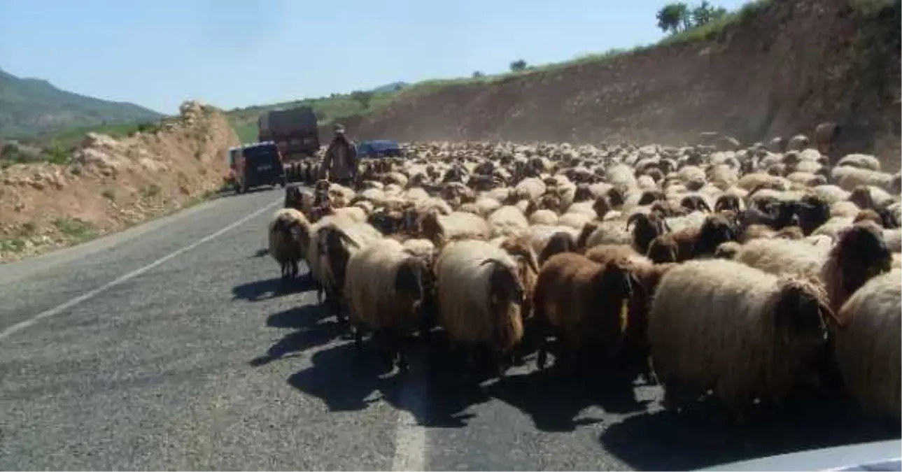 Karayollarına Koyun Tazminatı