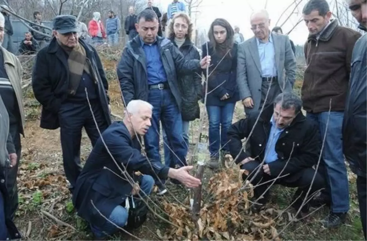 Kestane Üreticilerine 'Kanser' Uyarısı