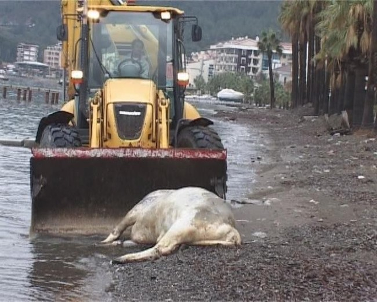 Marmarmaris\'te Kıyıya Bu Kez Hayvan Ölüsü Vurdu